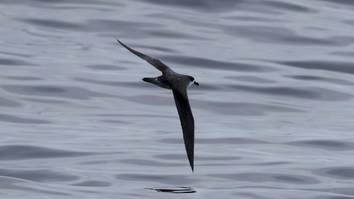 Juan Fernandez Fırtınakuşu - ML647303340