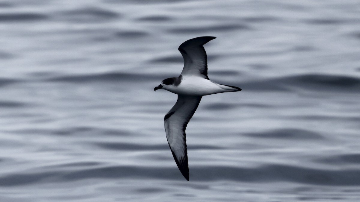 Juan Fernandez Fırtınakuşu - ML647303341