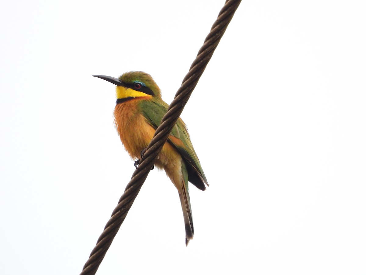 Little Bee-eater - ML647303342