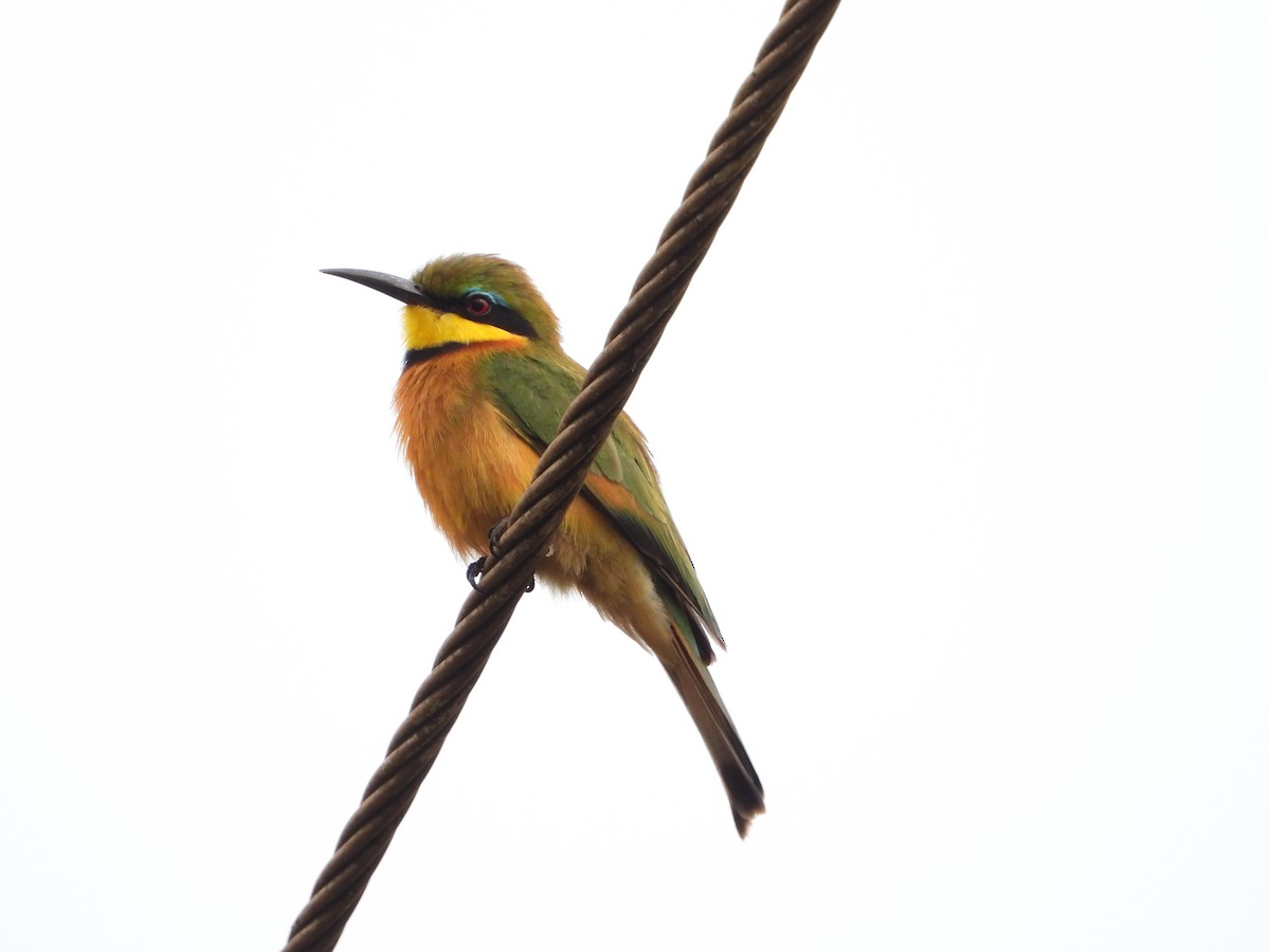 Little Bee-eater - ML647303343