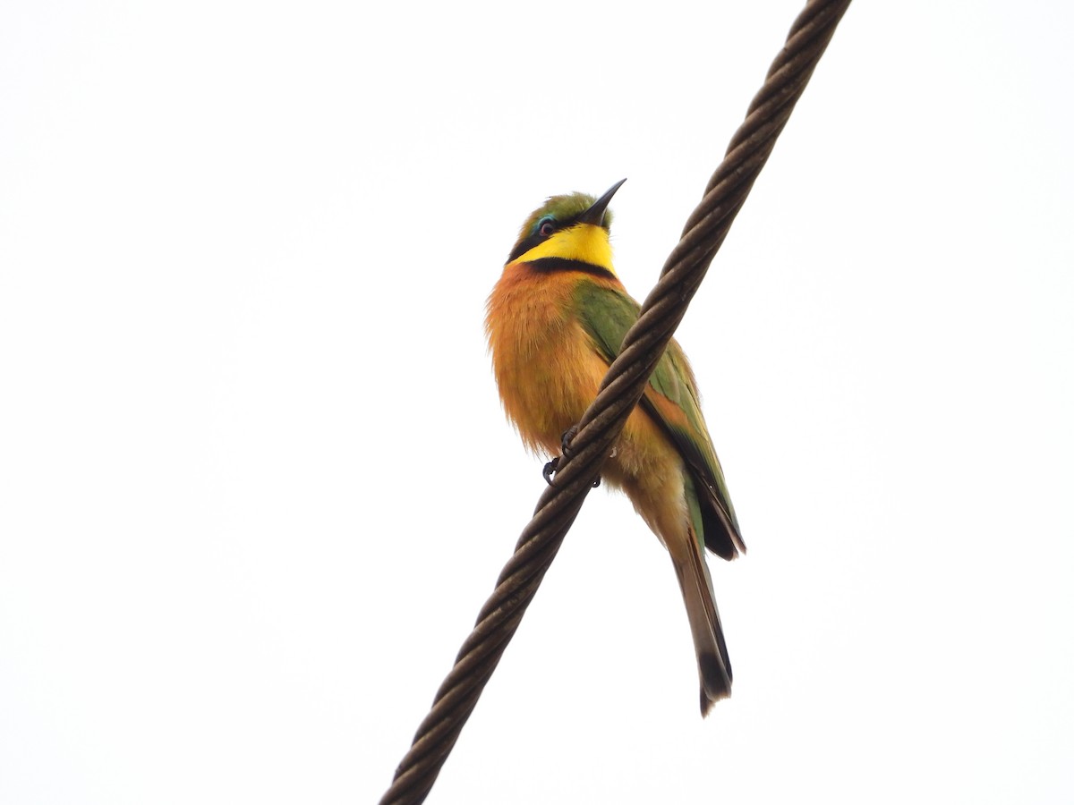 Little Bee-eater - ML647303345