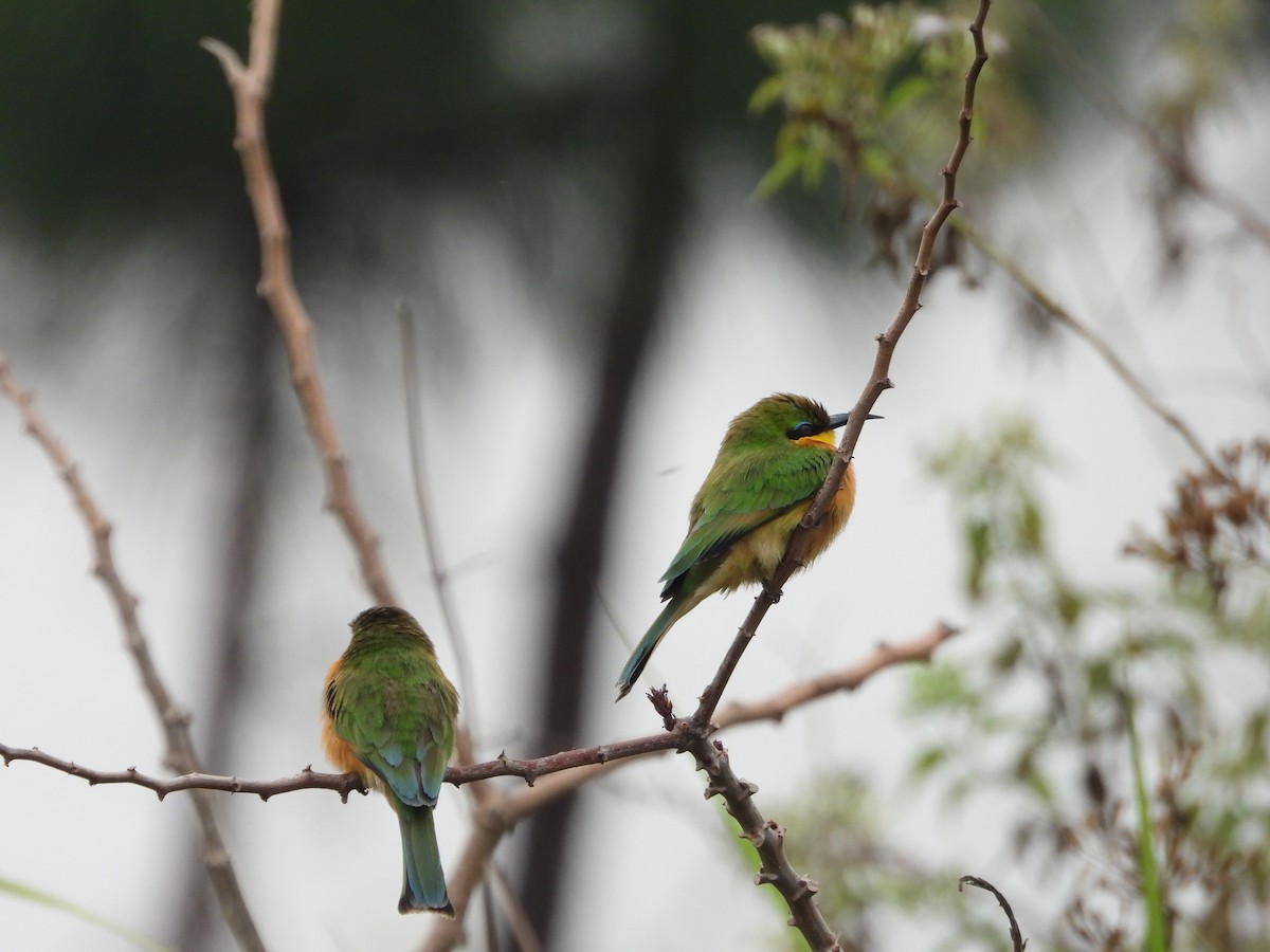 Little Bee-eater - ML647303348