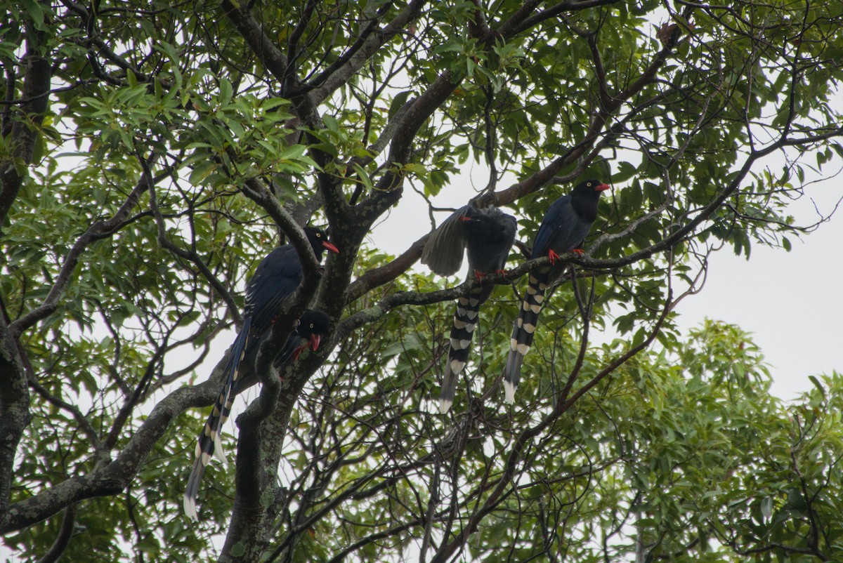 Taiwan Blue-Magpie - ML647303349