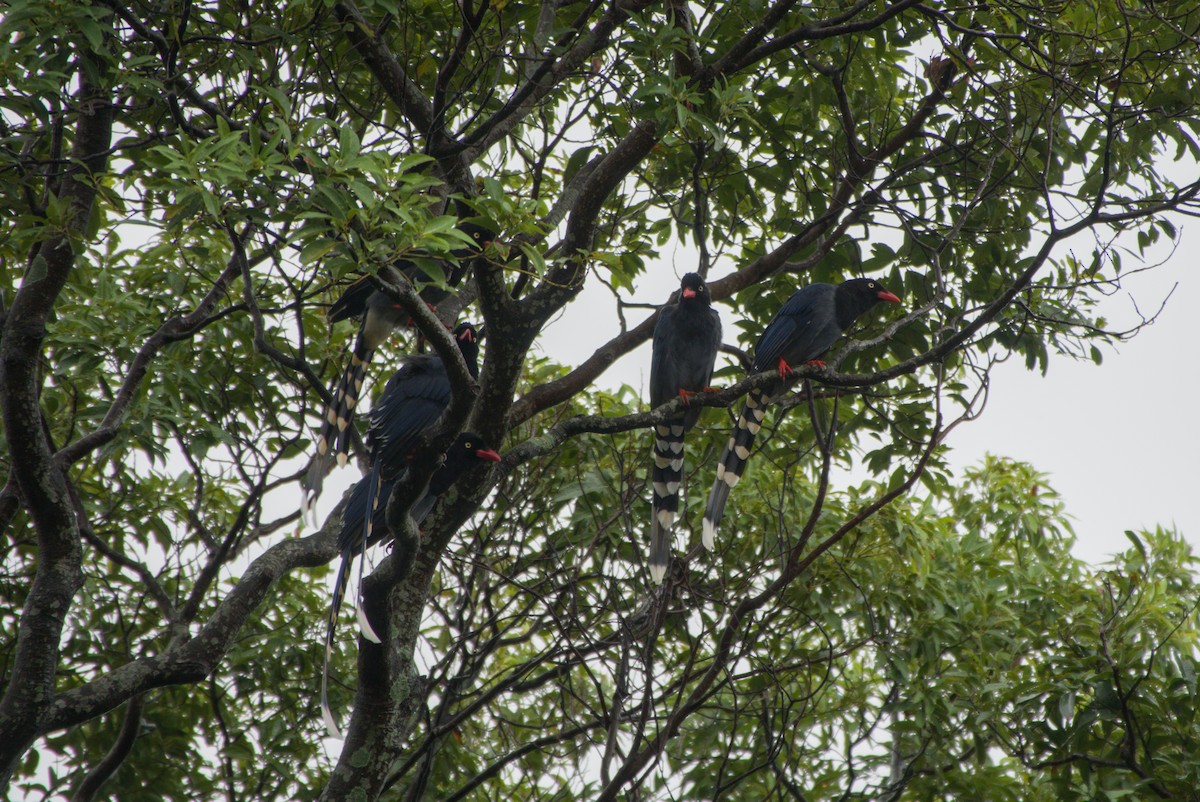 Taiwan Blue-Magpie - ML647303350