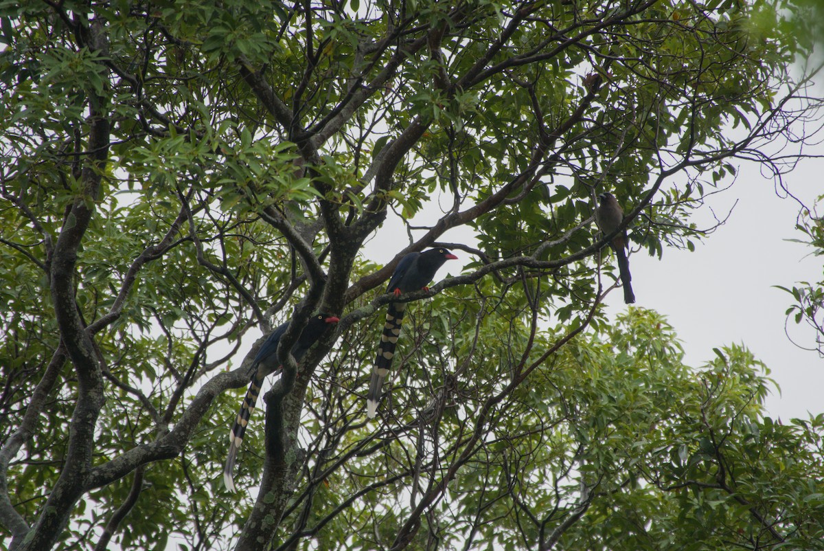 Taiwan Blue-Magpie - ML647303351