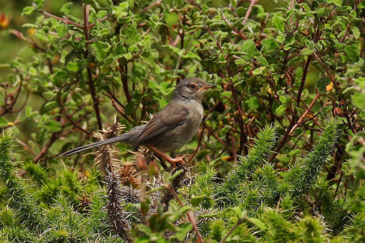 Funda Ötleğeni - ML647303374