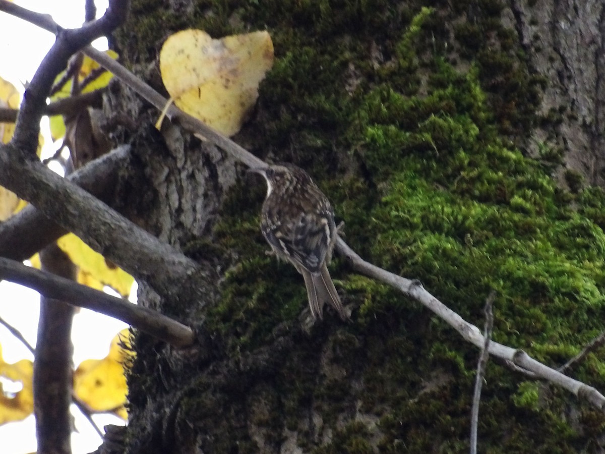 Brown Creeper - ML647303376