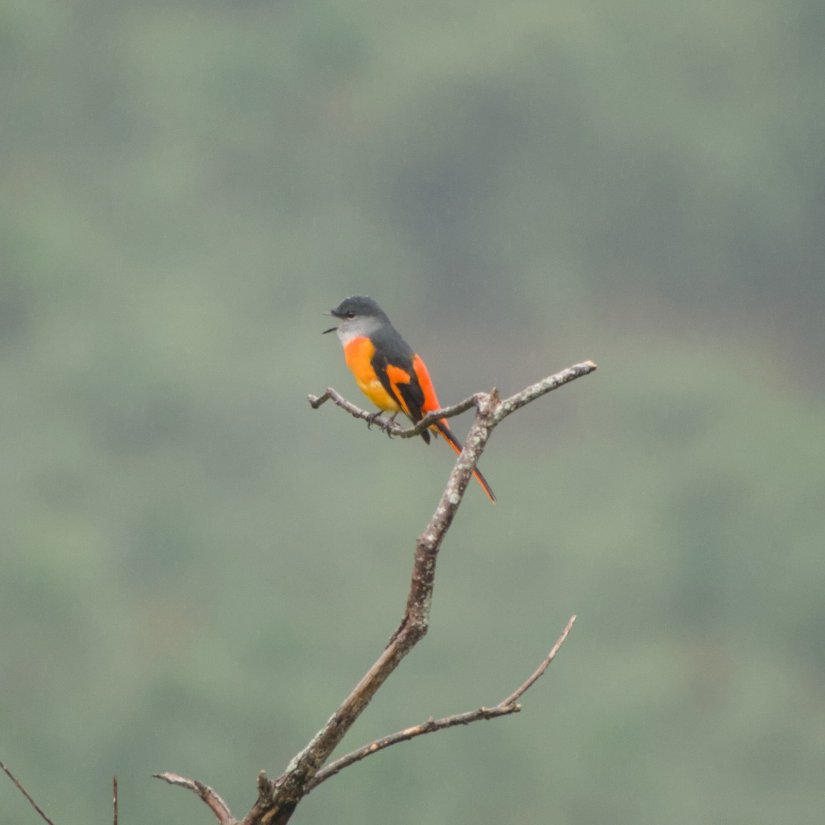 gråhakemønjefugl - ML647303377