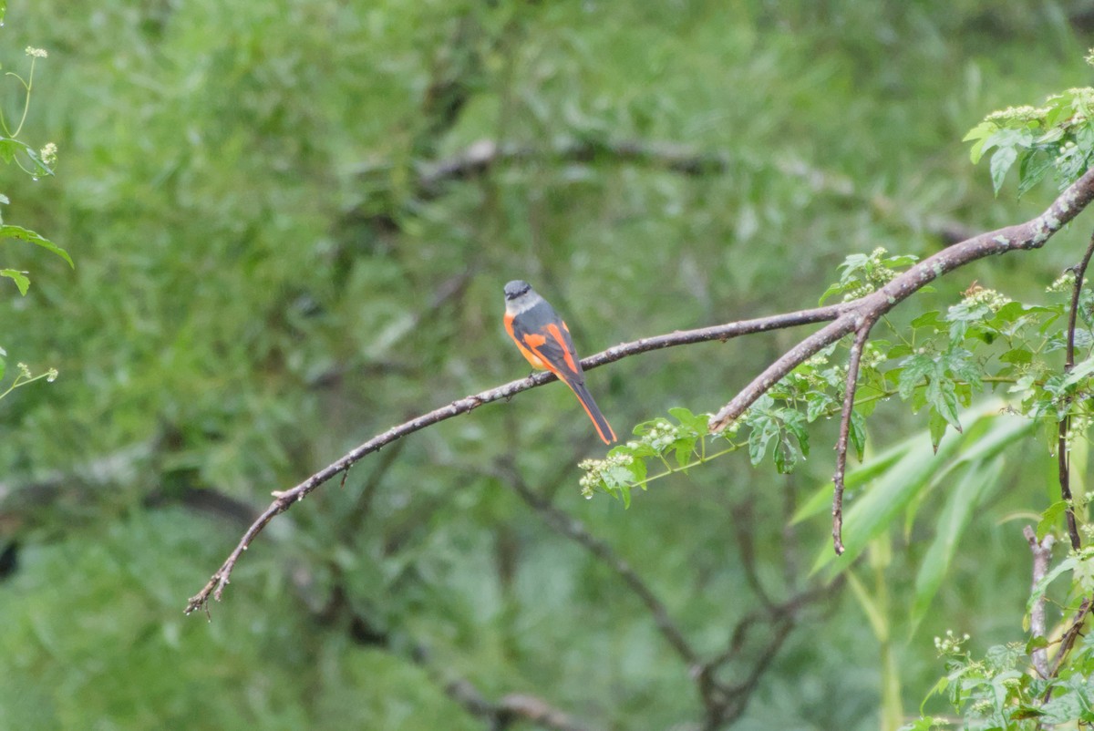 gråhakemønjefugl - ML647303378