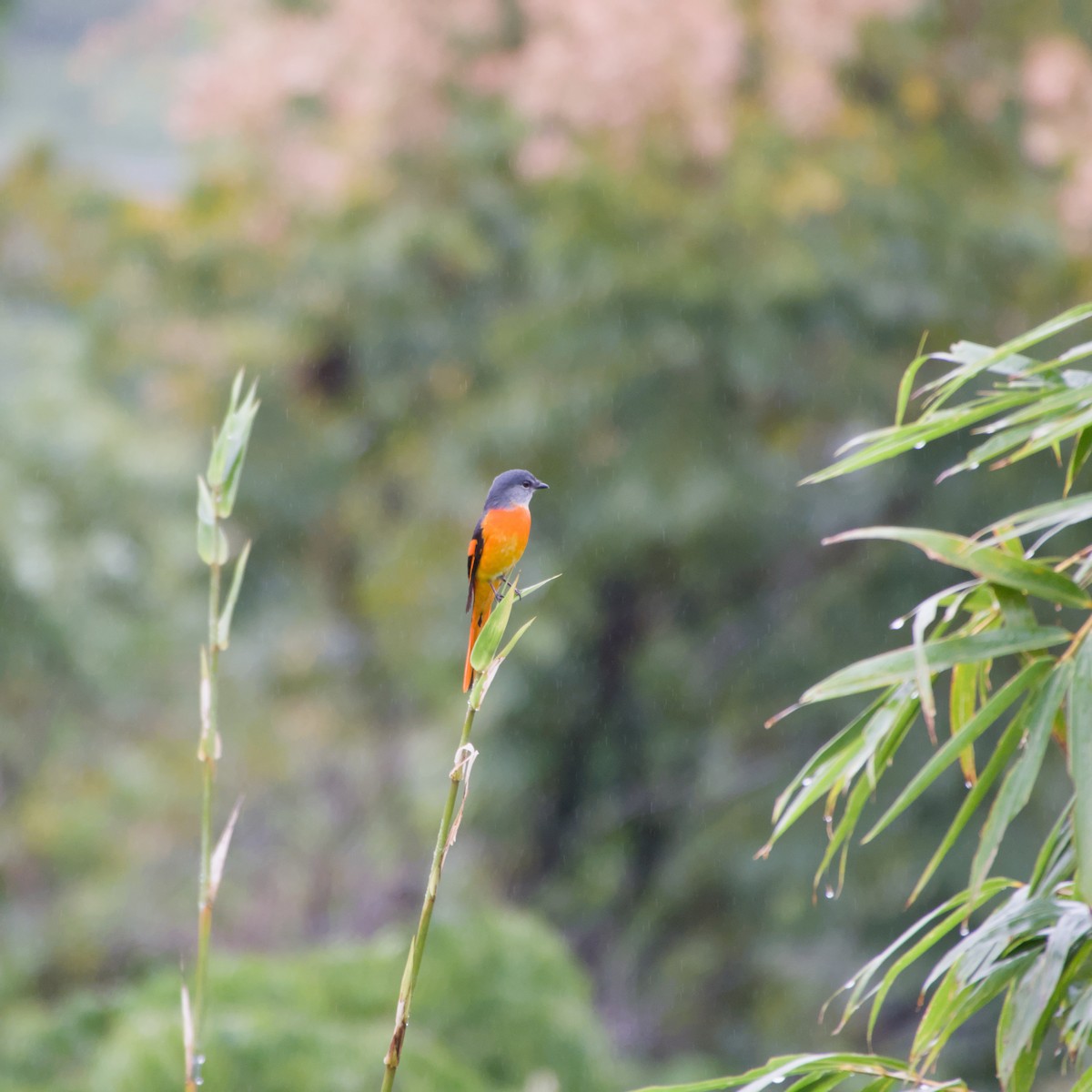 gråhakemønjefugl - ML647303379