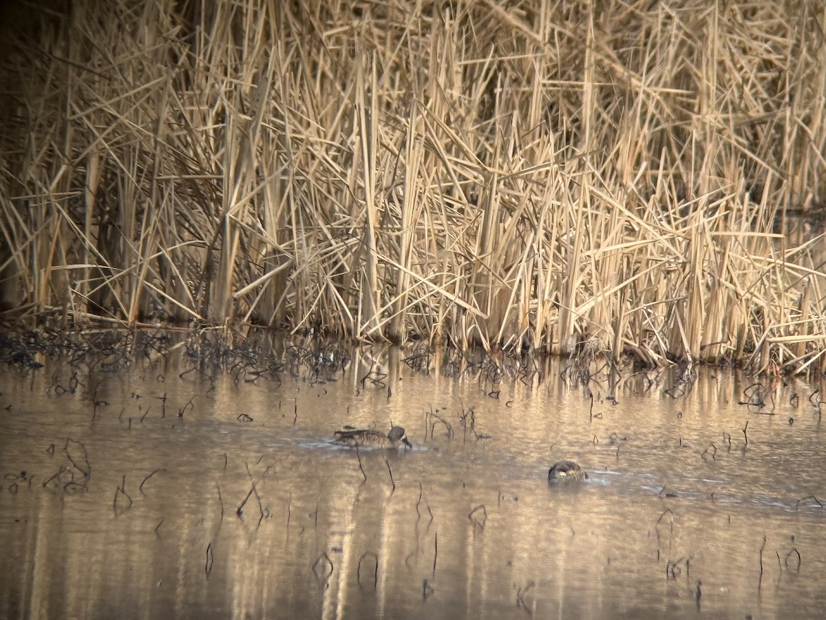 ミカヅキシマアジ - ML647303392