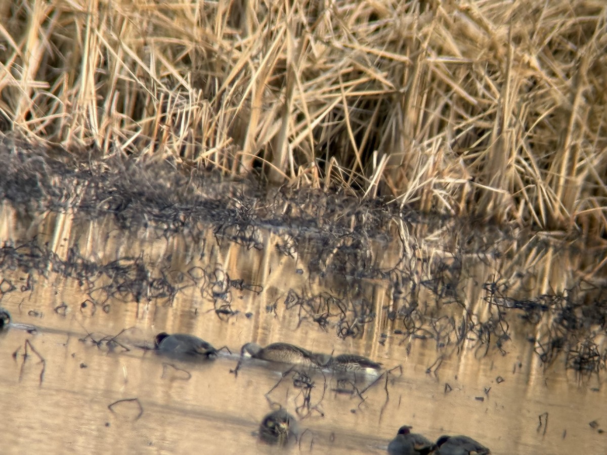 ミカヅキシマアジ - ML647303393