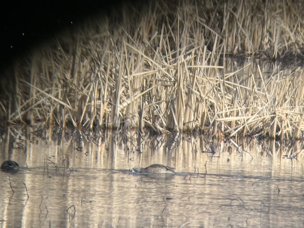 ミカヅキシマアジ - ML647303394