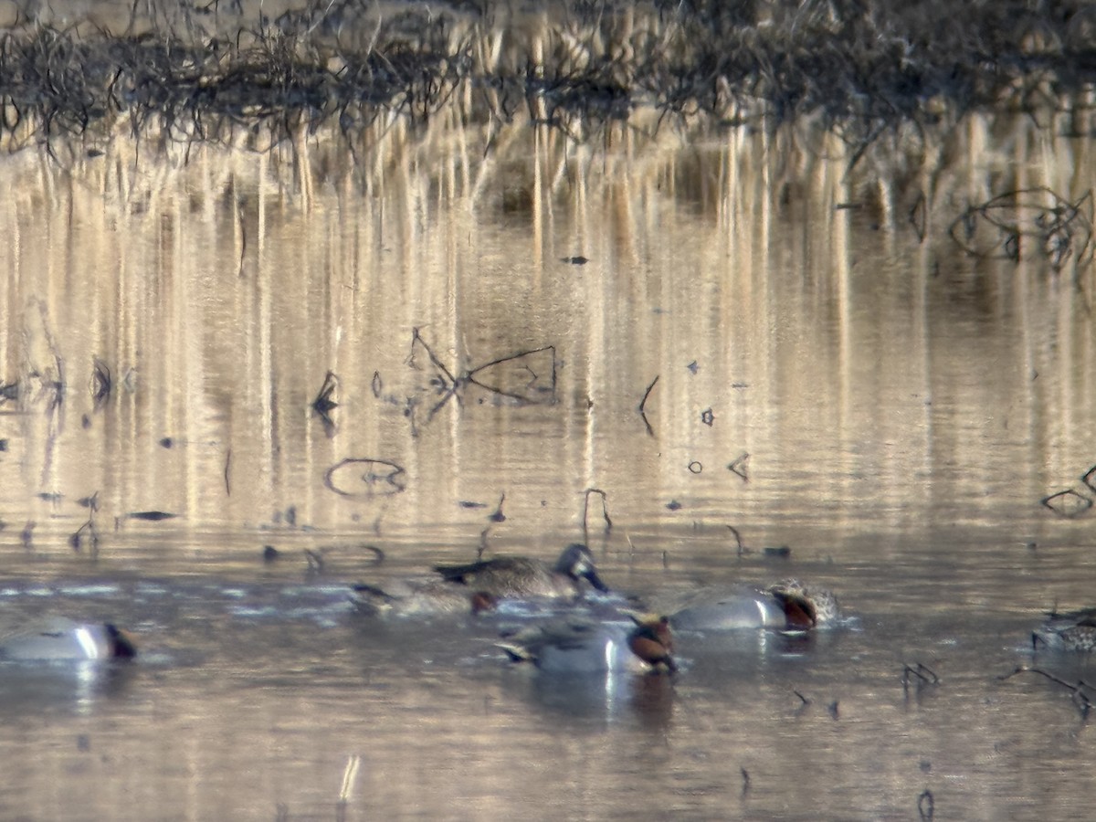 ミカヅキシマアジ - ML647303395