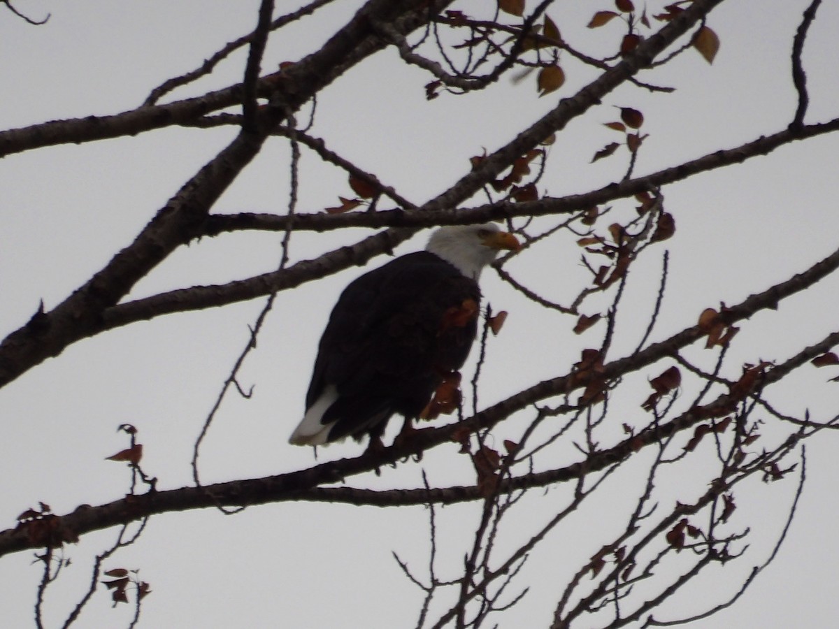 Bald Eagle - ML647303402
