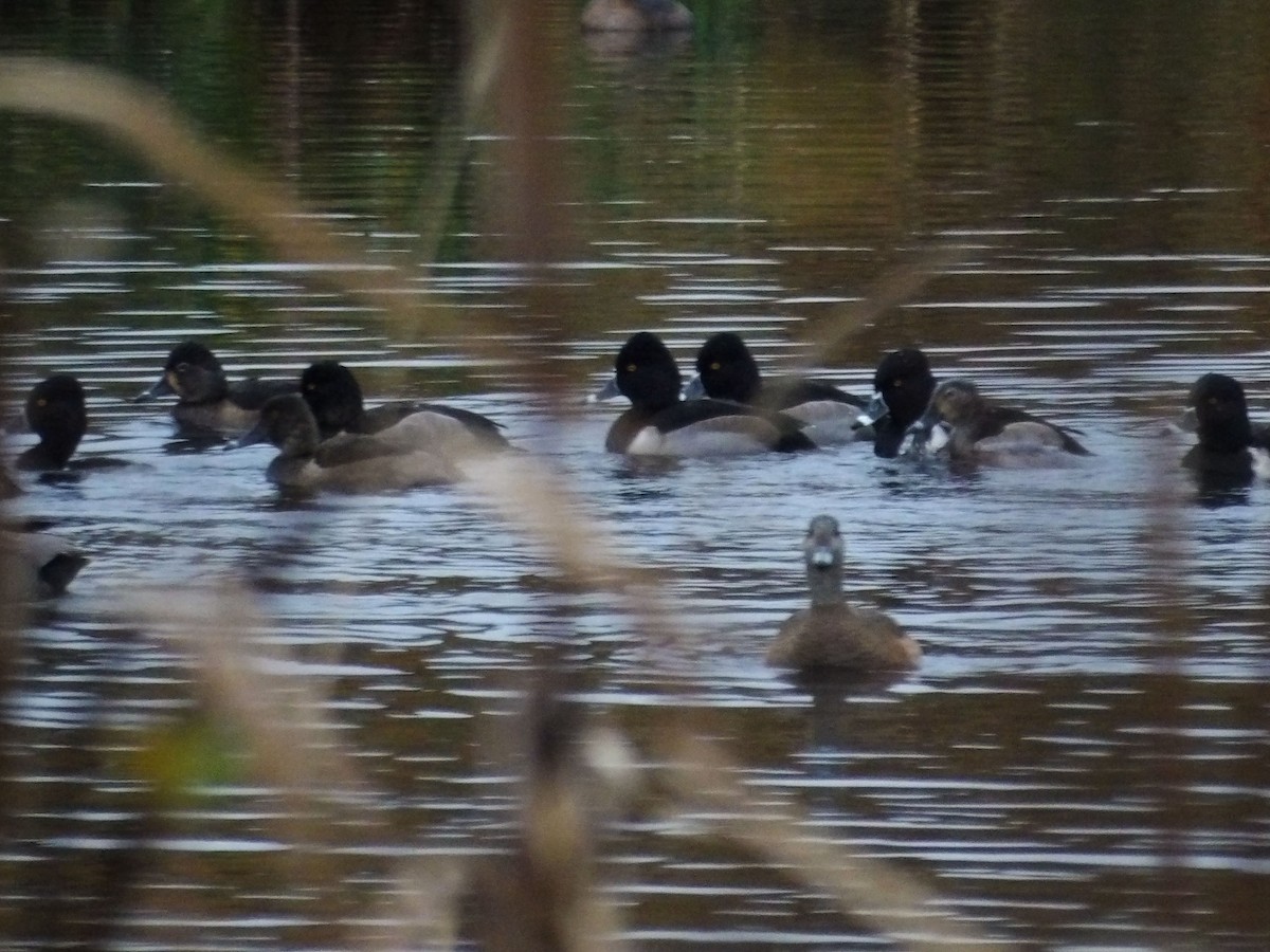 Ring-necked Duck - ML647303425