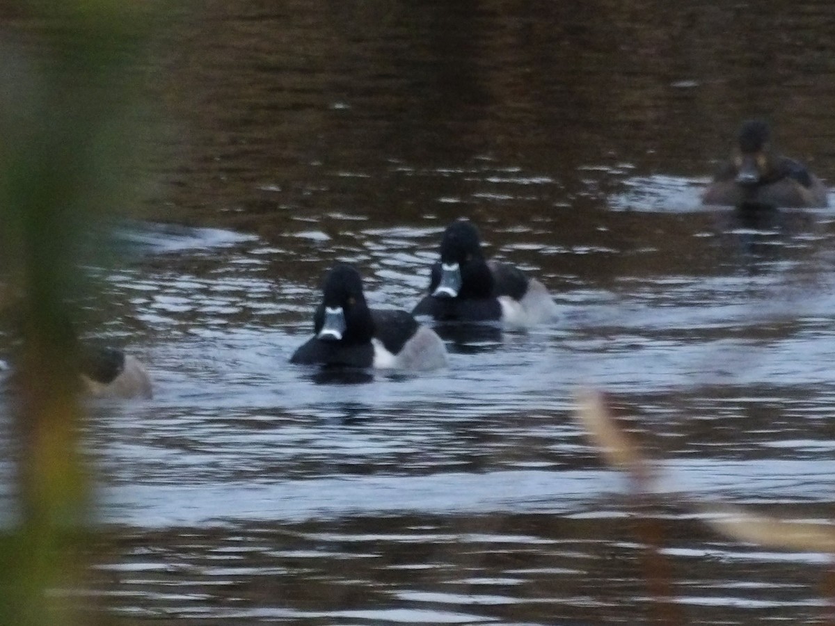 Ring-necked Duck - ML647303430