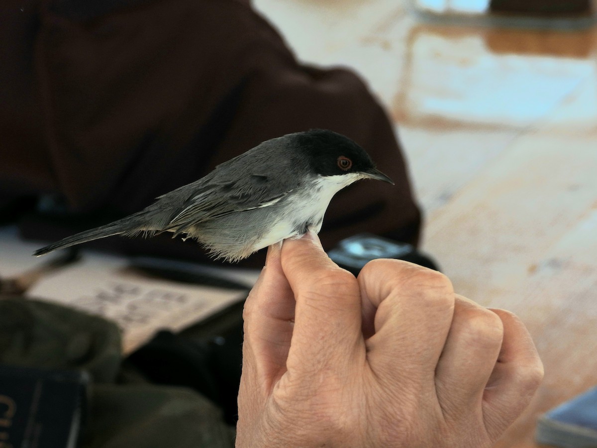 Samtkopf-Grasmücke - ML647303431