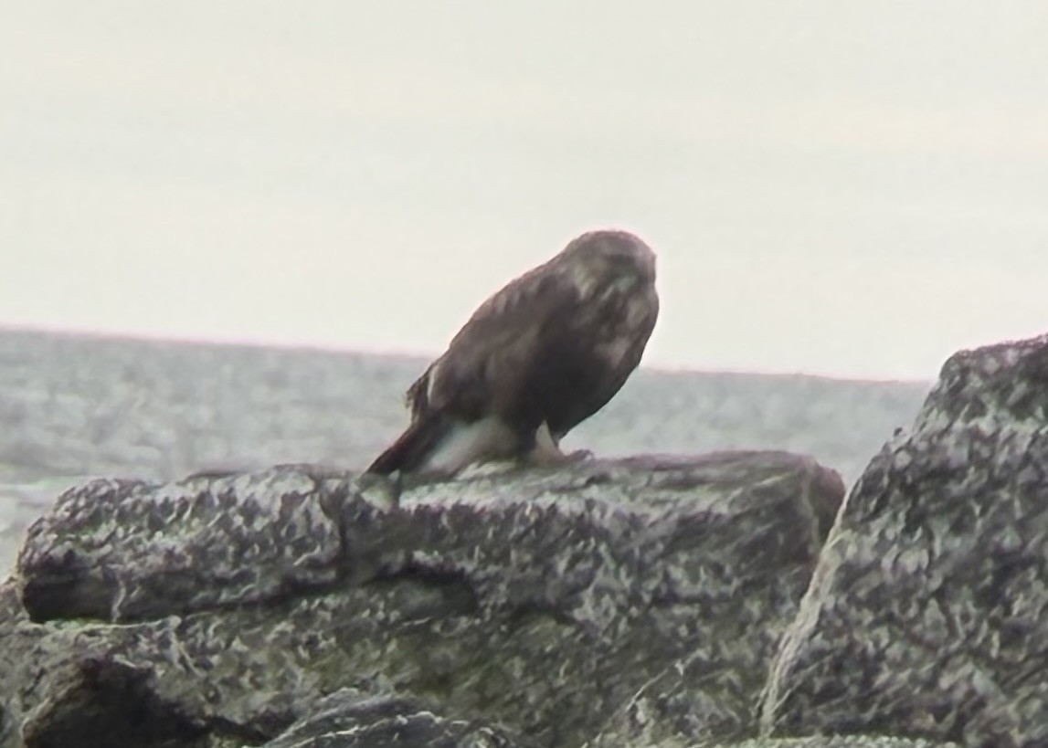 ケアシノスリ - ML647303433