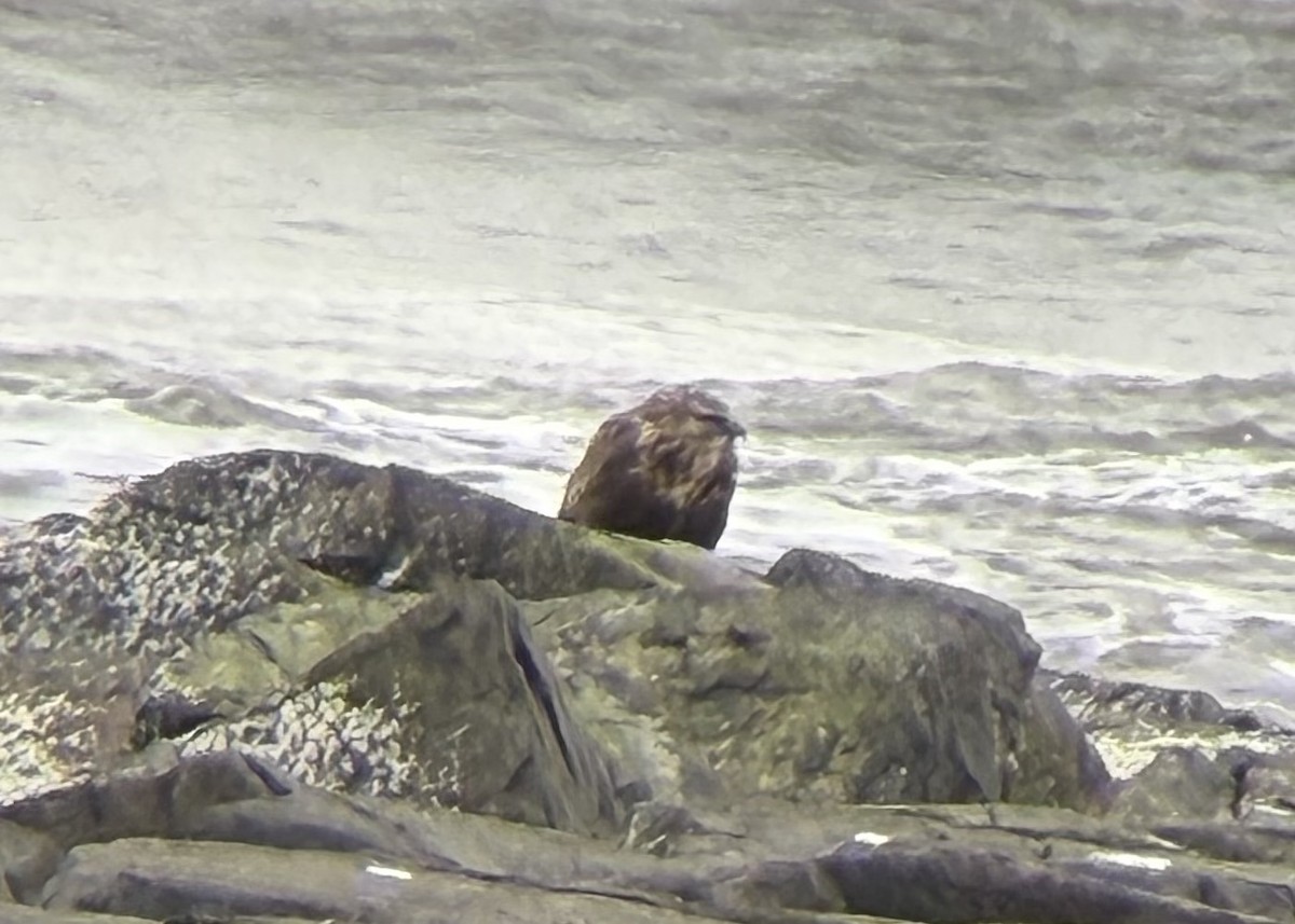 ケアシノスリ - ML647303434