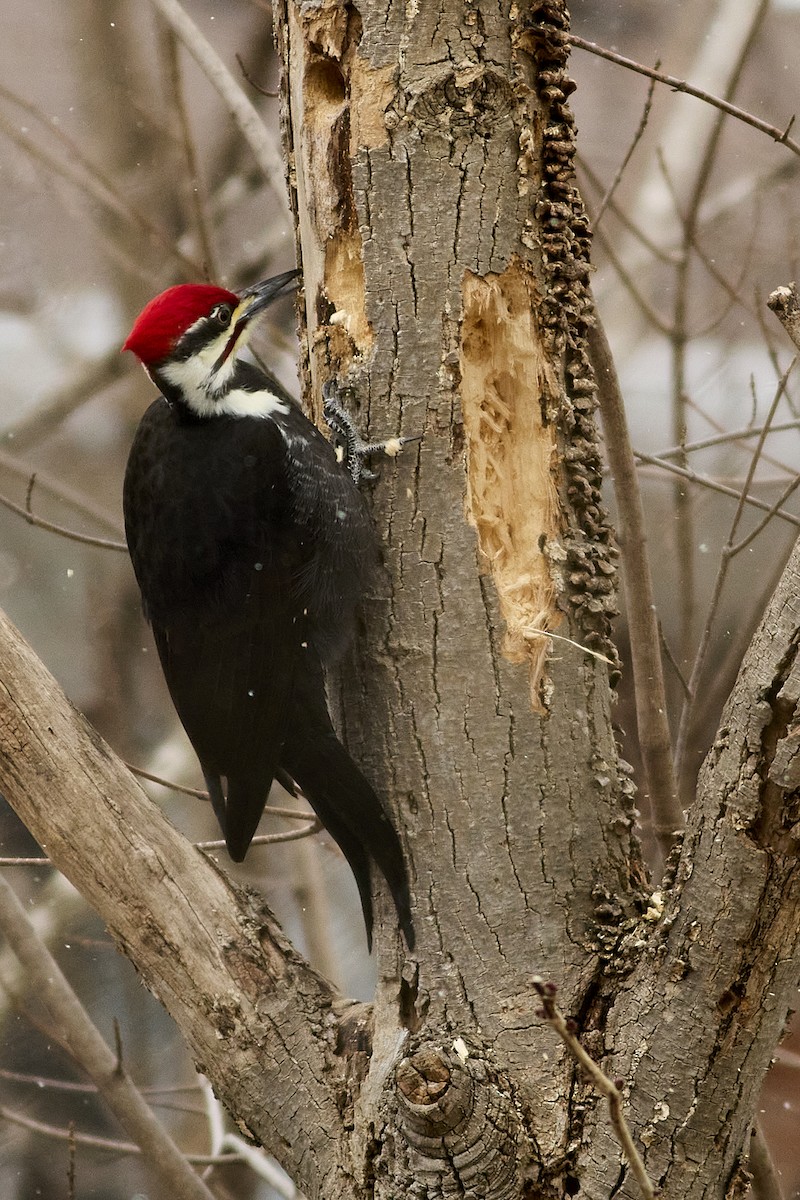 Pileated Woodpecker - ML647303437