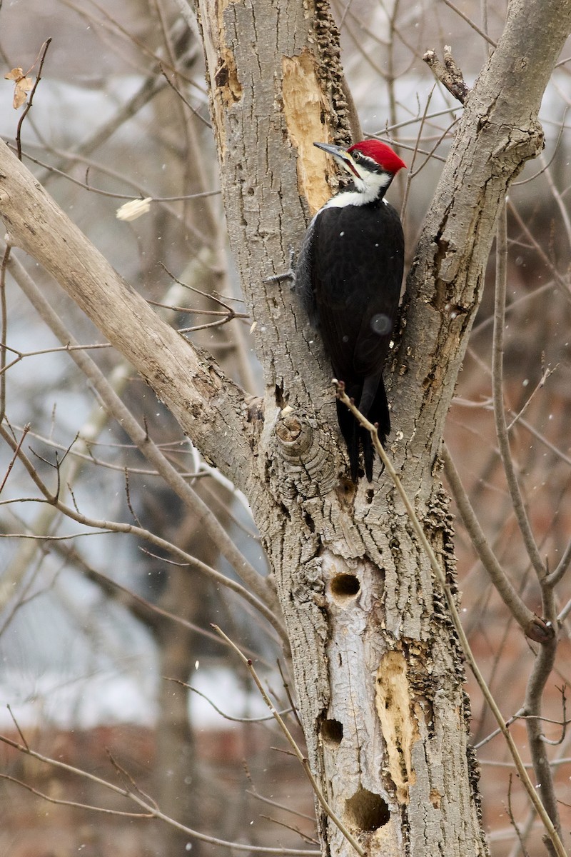 Pileated Woodpecker - ML647303438