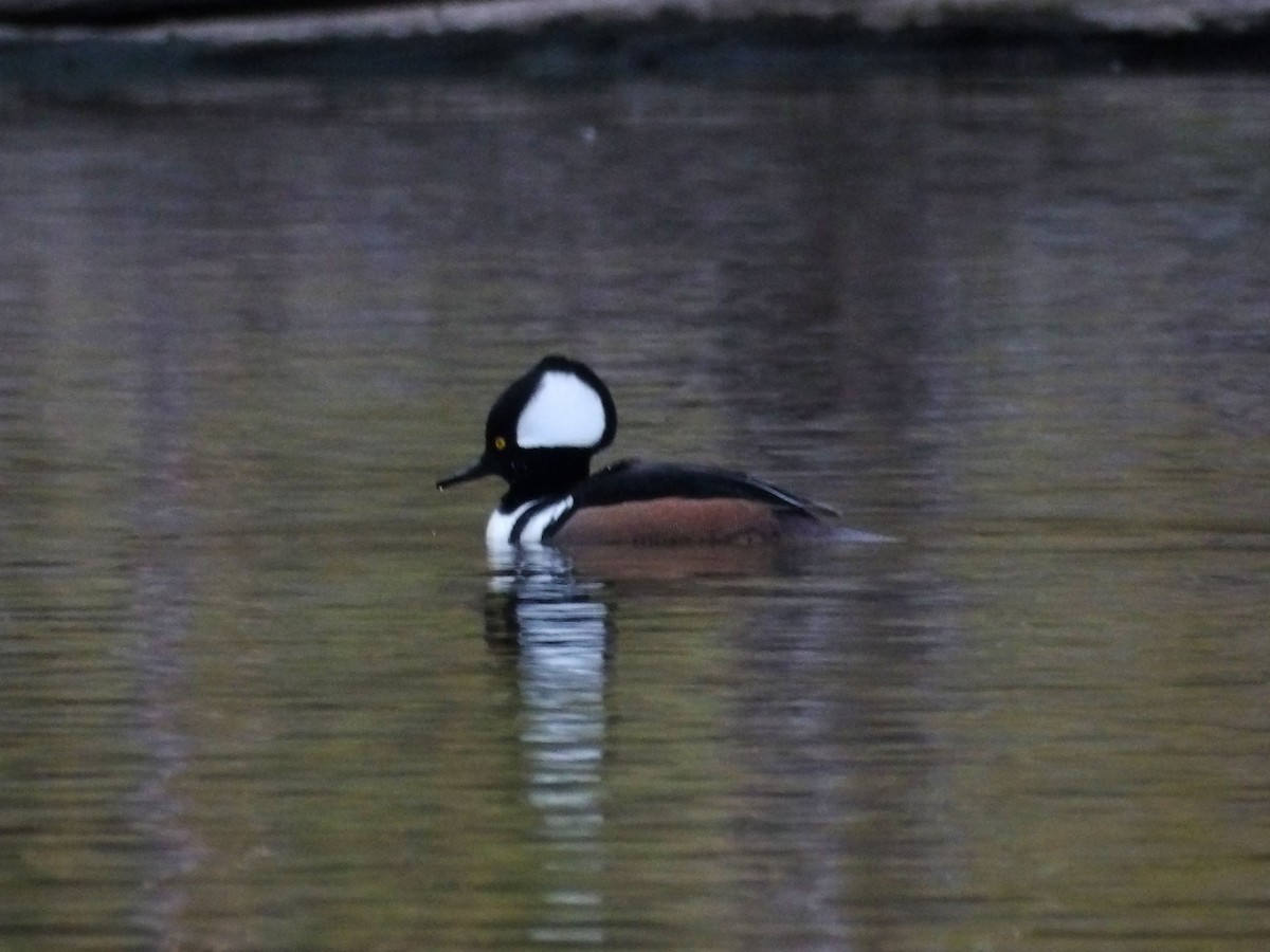 Hooded Merganser - ML647303442