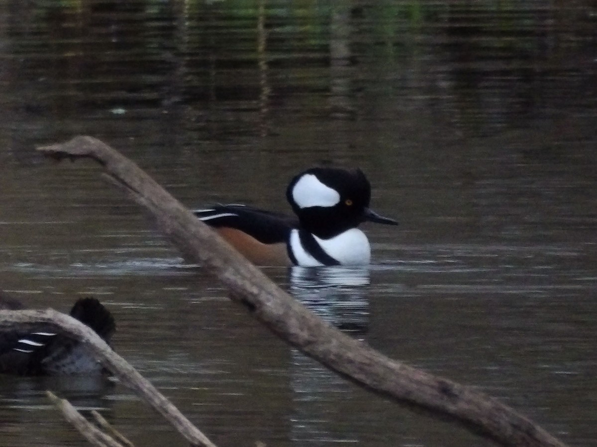 Hooded Merganser - ML647303464