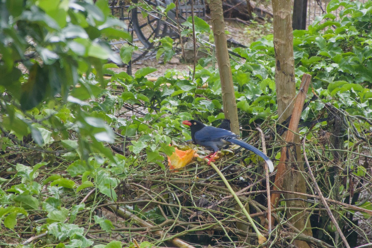 Taiwan Blue-Magpie - ML647303468