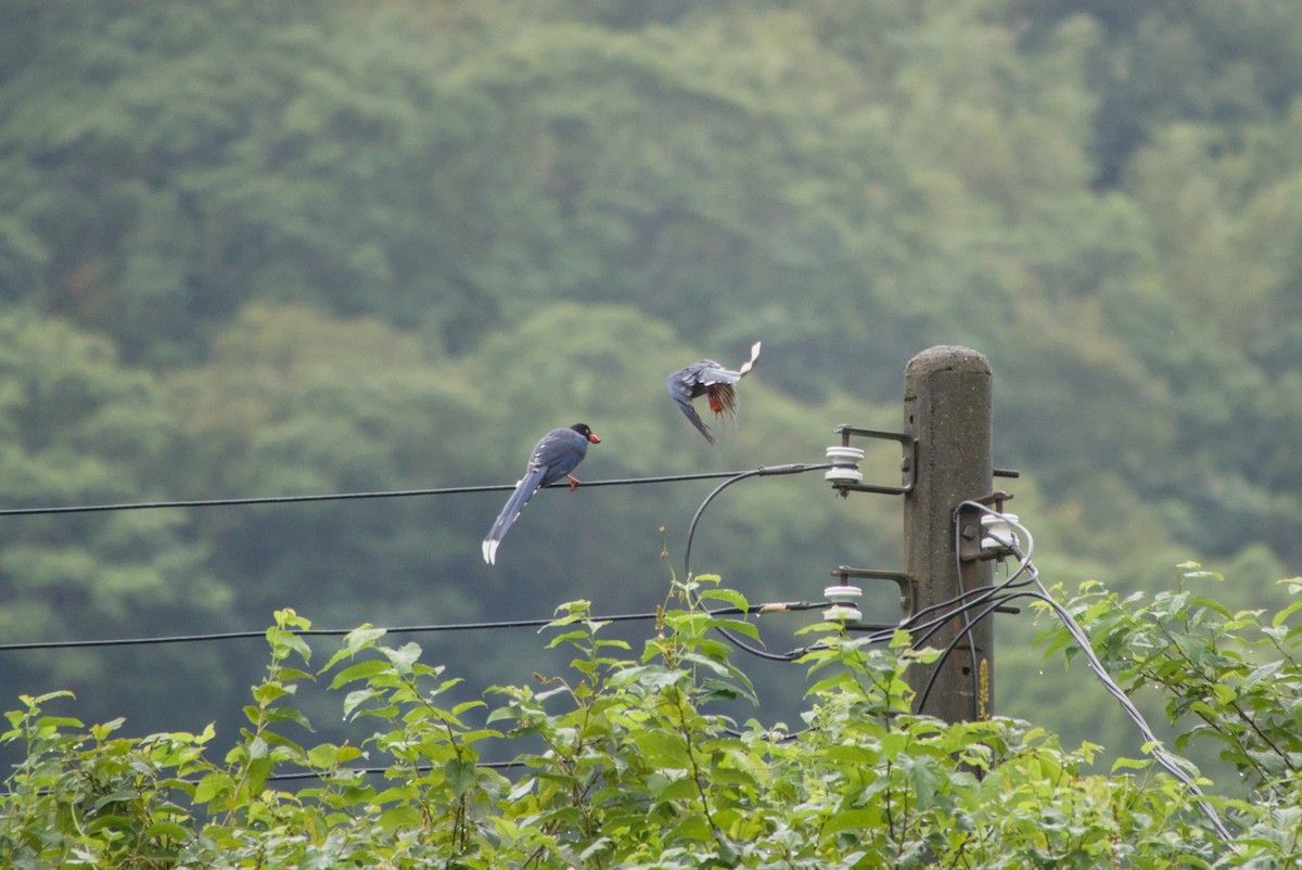 Taiwan Blue-Magpie - ML647303469