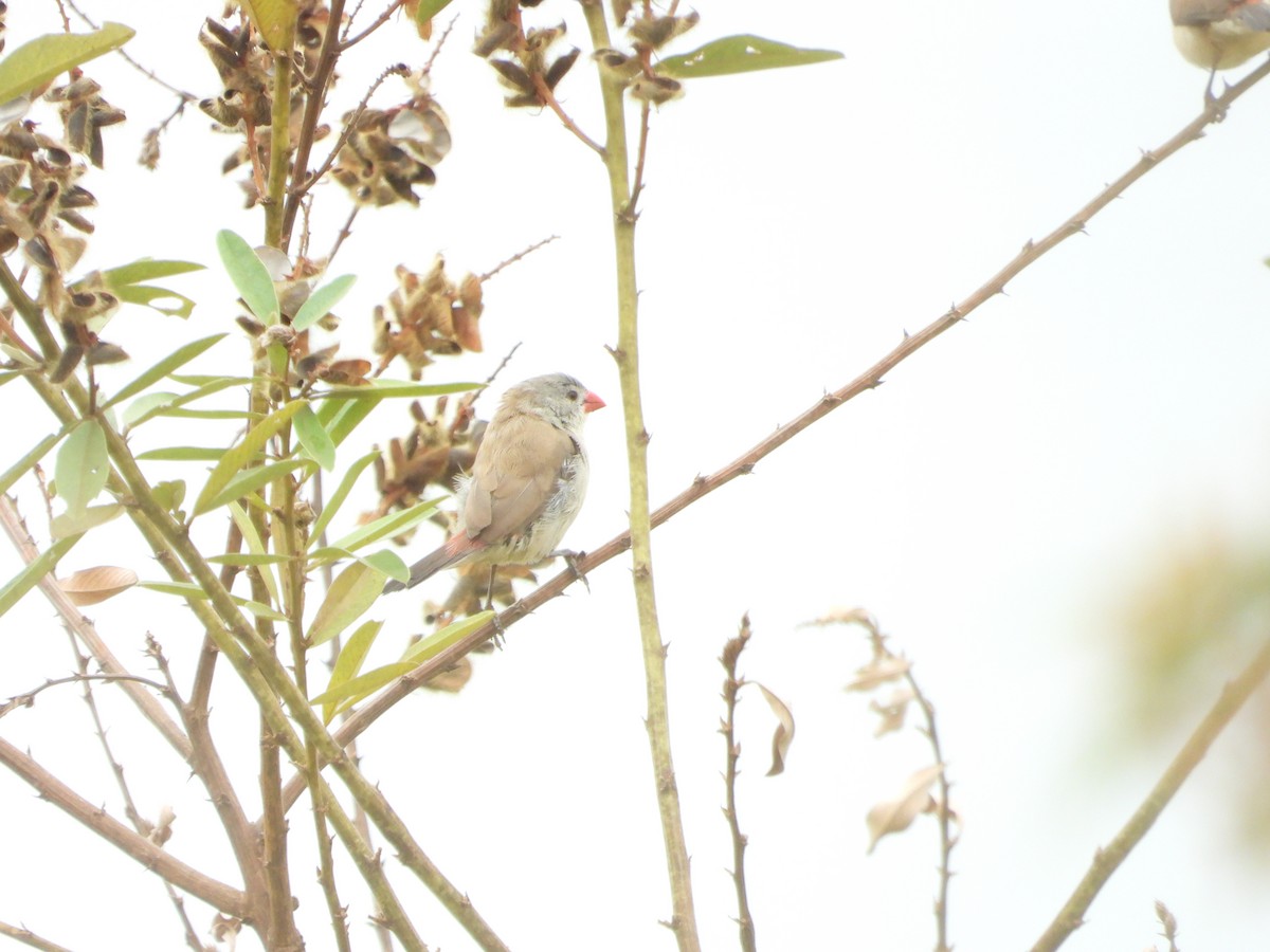 Fawn-breasted Waxbill - ML647303474