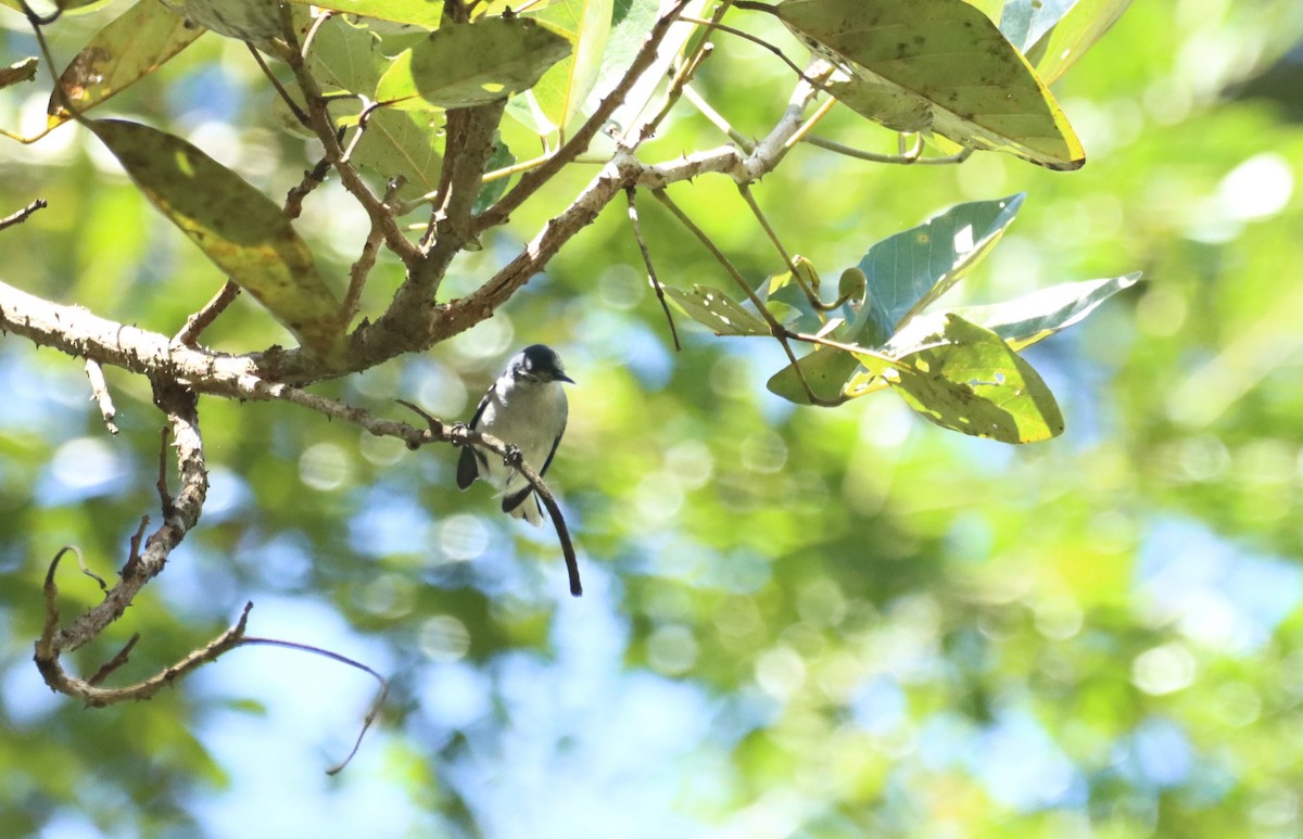 White-browed Gnatcatcher - ML647303497