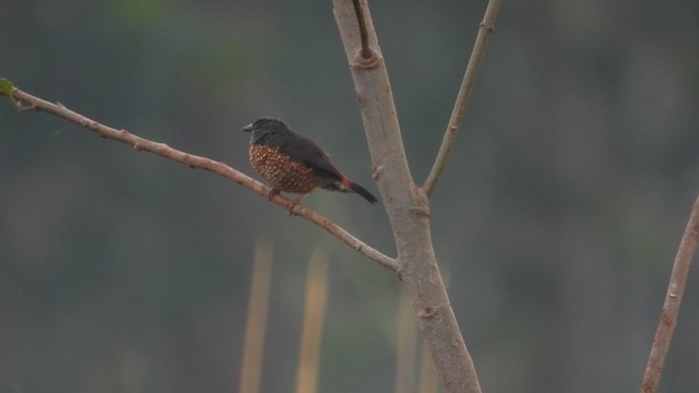 Brown Twinspot - ML647303498