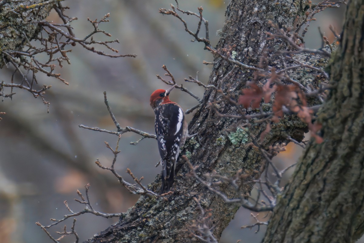 Red-breasted Sapsucker - ML647303507