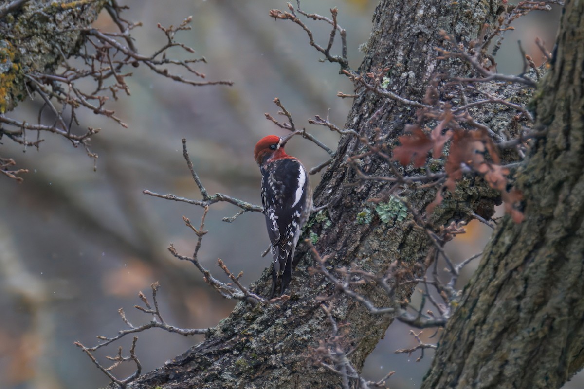 Red-breasted Sapsucker - ML647303508