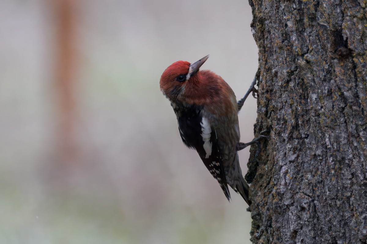 Red-breasted Sapsucker - ML647303509