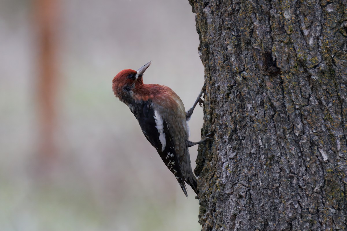 Red-breasted Sapsucker - ML647303512