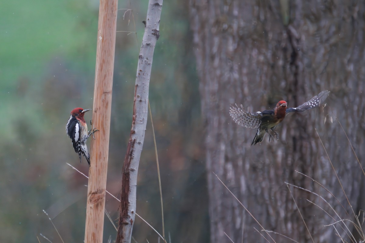 Red-breasted Sapsucker - ML647303513