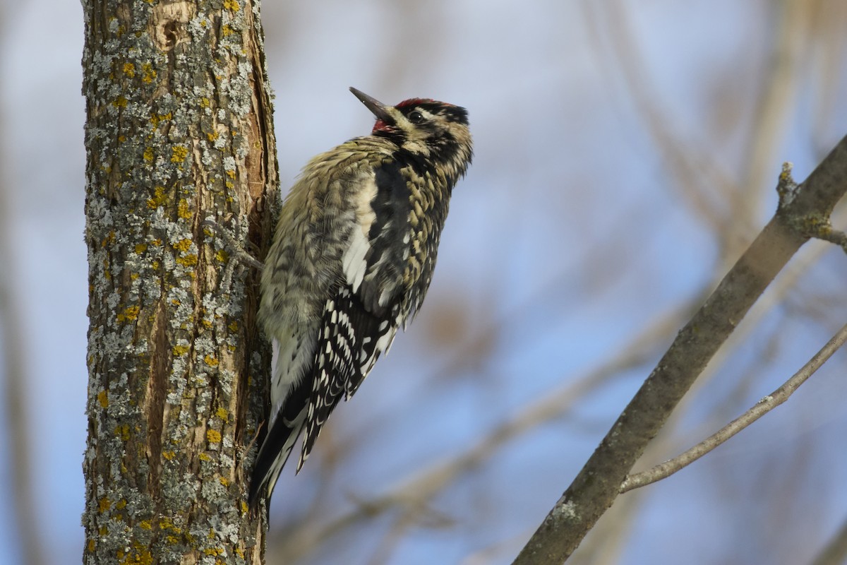 シルスイキツツキ - ML647303538