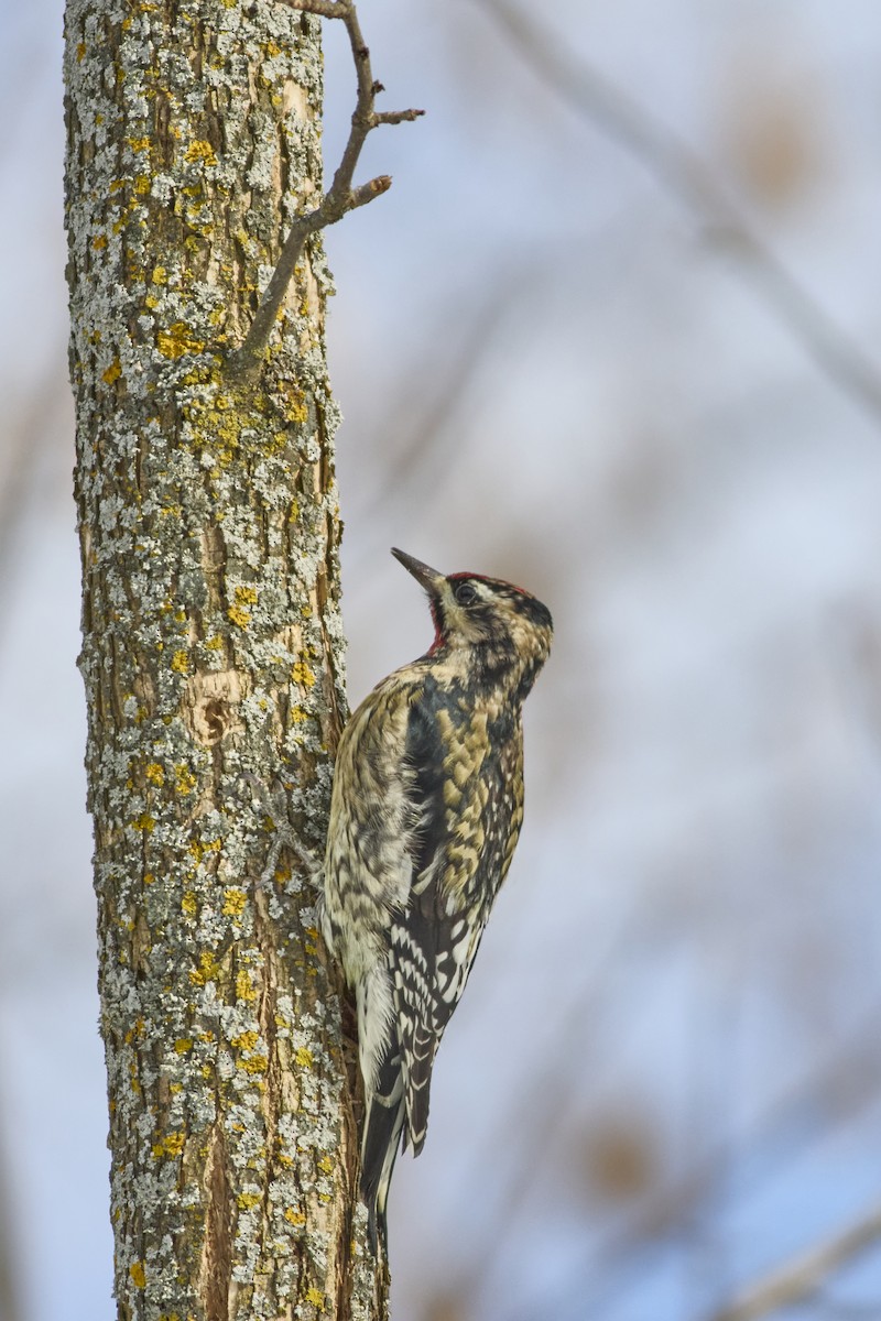 シルスイキツツキ - ML647303539