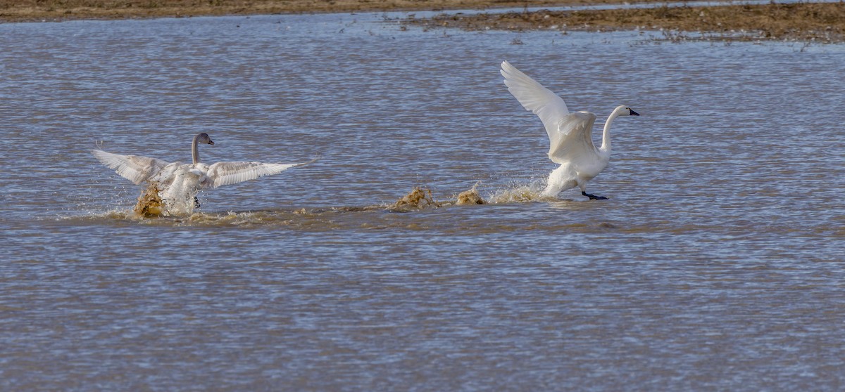 コハクチョウ - ML647303541