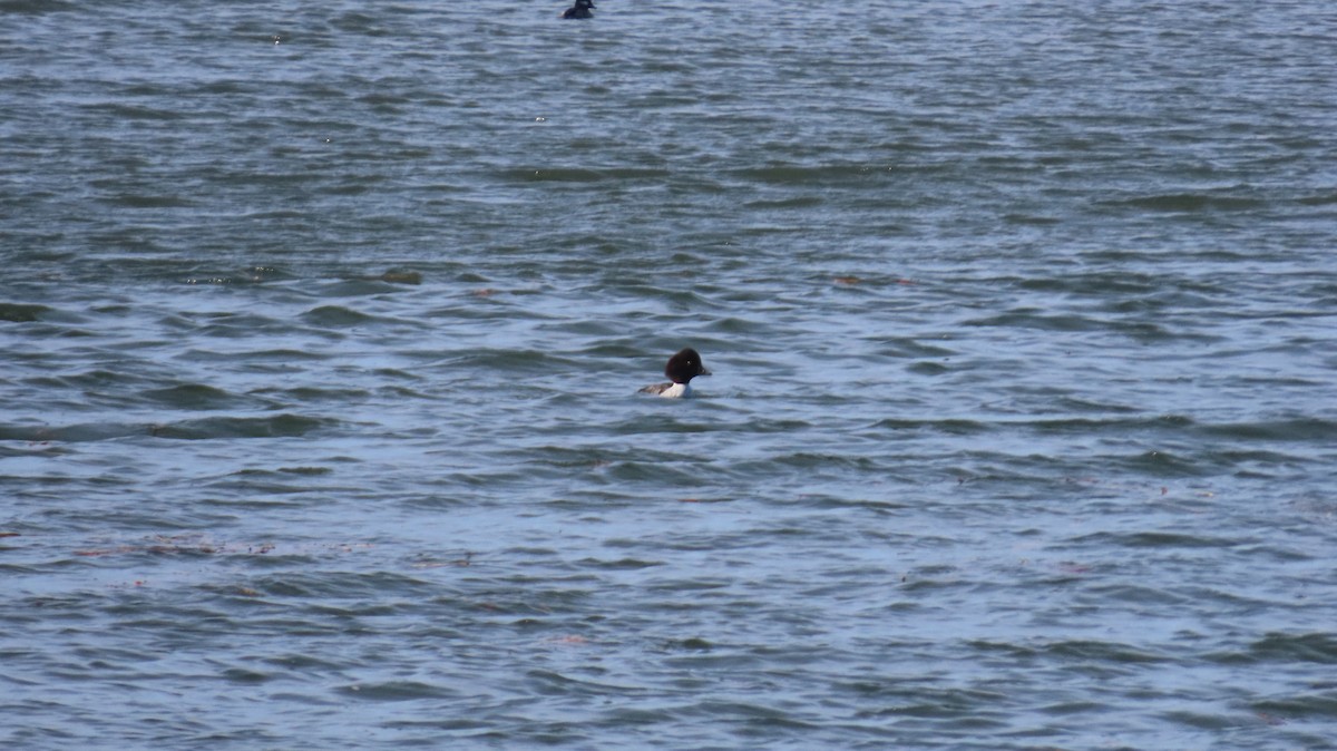 キタホオジロガモ - ML647303546