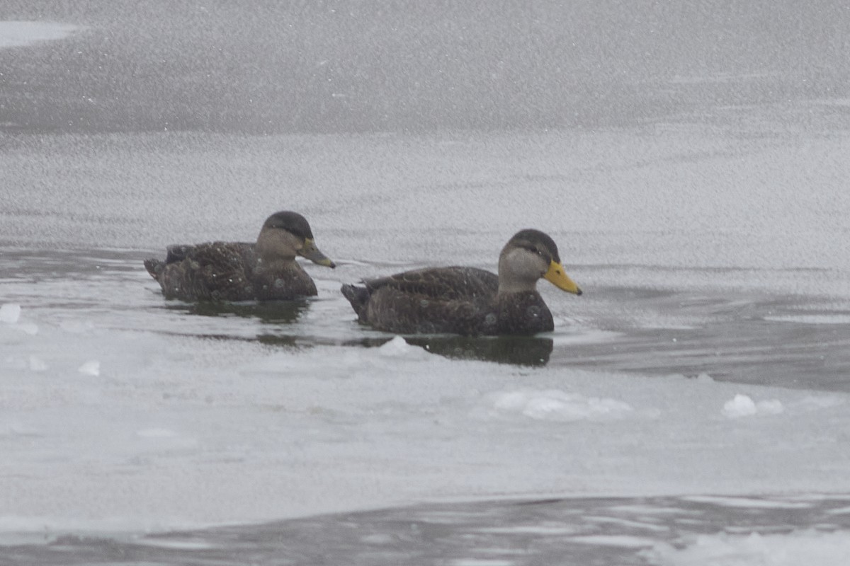 American Black Duck - ML647303558
