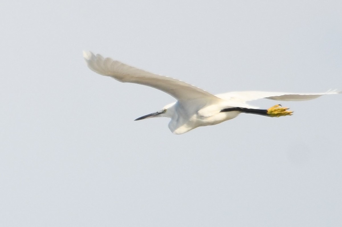 לבנית קטנה - ML647303559