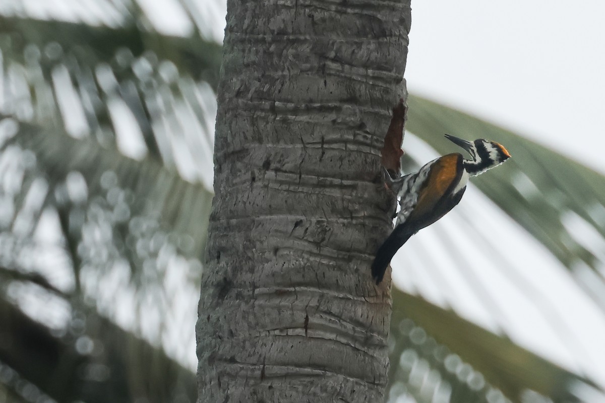 White-naped Woodpecker - ML647303565