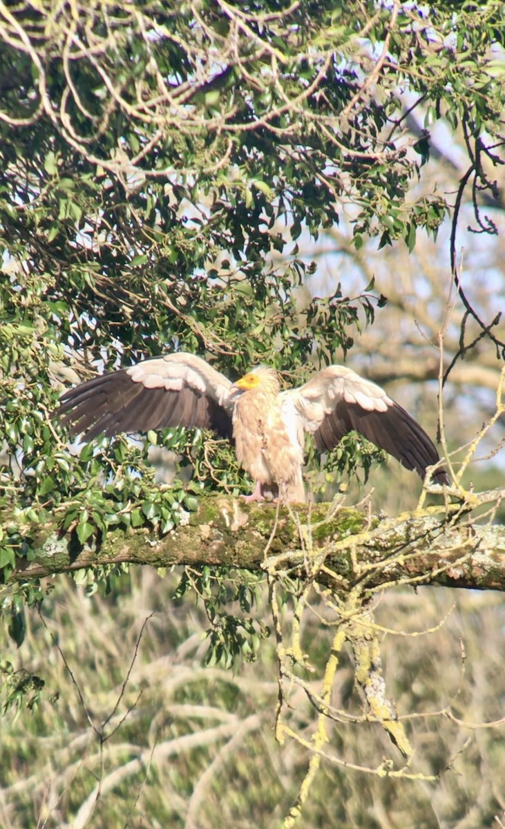 エジプトハゲワシ - ML647303566