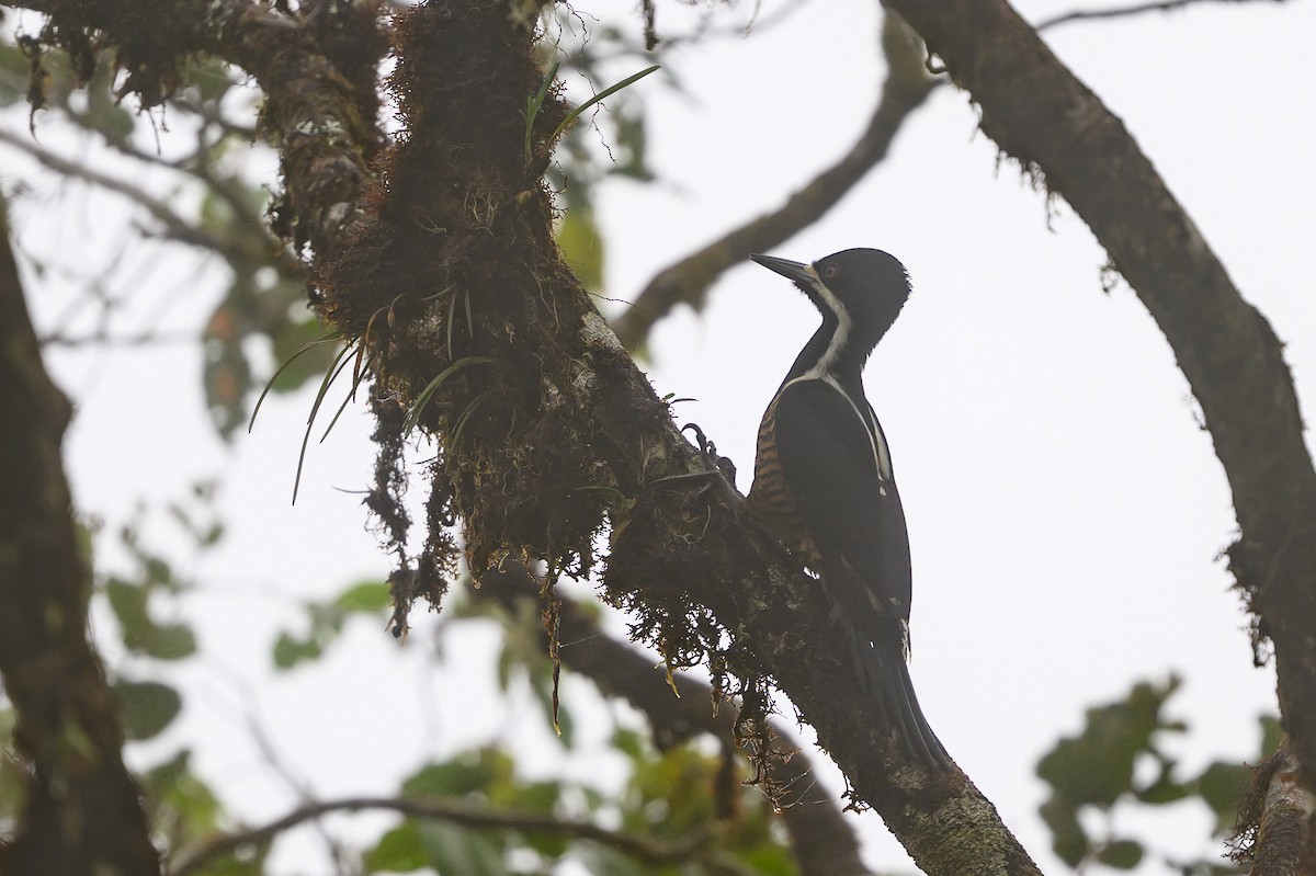 Рыжеполосый дятел - ML647303572