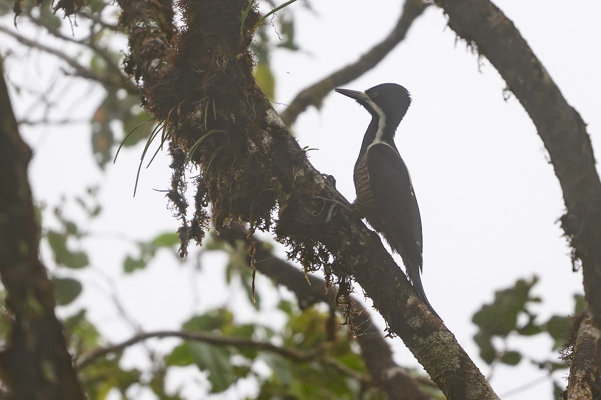 Рыжеполосый дятел - ML647303573