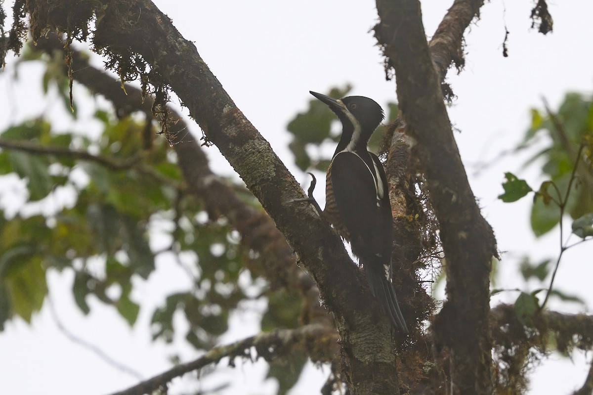 Рыжеполосый дятел - ML647303574