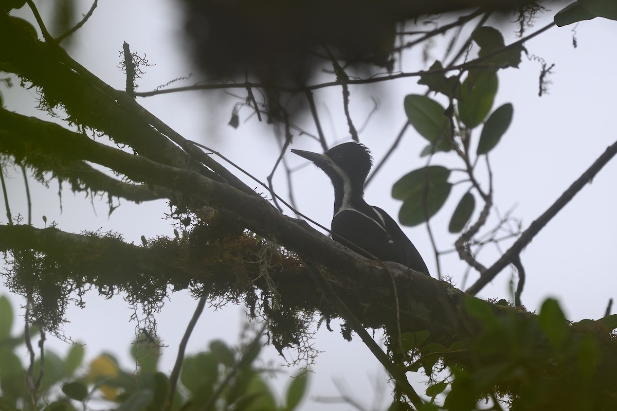 Рыжеполосый дятел - ML647303575